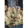 Семена каннабиса Wedding GLUE Auto