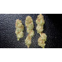 Семена конопли Auto Opium от Divine Seeds - Smartshop-smartshop.ua®