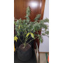 Семена конопли Hindu Kush от Divine Seeds - Smartshop-smartshop.ua®