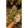 Семена конопли Hindu Kush от Divine Seeds - Smartshop-smartshop.ua®