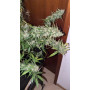 Семена конопли Hindu Kush от Divine Seeds - Smartshop-smartshop.ua®