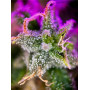 Семена конопли Auto Tangie от Marley Seedbank - Smartshop-smartshop.ua®