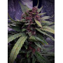 Семена конопли Auto Purple Opium от Divine Seeds - Smartshop-smartshop.ua®