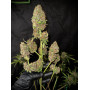 Семена конопли Auto Purple Opium от Divine Seeds - Smartshop-smartshop.ua®