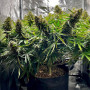 Семена конопли Auto Tangie от Marley Seedbank - Smartshop-smartshop.ua®