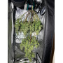 Семена конопли Auto Tangie от Marley Seedbank - Smartshop-smartshop.ua®