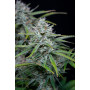 Cannabis seed variety WHITE WIDOW Auto