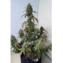 Семена каннабиса Wedding GLUE Auto