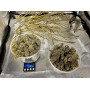 Семена конопли Auto Tangie от Marley Seedbank - Smartshop-smartshop.ua®