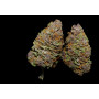 Семена конопли Auto Purple Opium от Divine Seeds - Smartshop-smartshop.ua®