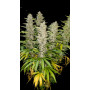 Семена конопли Fractal от Divine Seeds - Smartshop-smartshop.ua®
