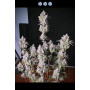 Насіння конопель Mimosa Cake Feminised Silver від Error Seeds - Smartshop-smartshop.ua®