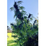 Cannabis seeds AK-47 XL from Divine Seeds at Smartshop-smartshop.ua®