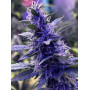 Семена конопли Auto Montreal от Divine Seeds - Smartshop-smartshop.ua®