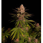 Cannabis seed variety Purple LEMONADE FF