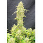 Сорт семян каннабиса Original AUTO MOBY DICK