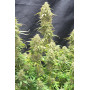 Сорт семян каннабиса Original AUTO MOBY DICK