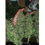 Сорт семян каннабиса Original AUTO CRITICAL