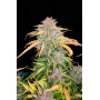 Cannabis seed variety CBD Auto 20:1