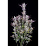 Семена каннабиса Wedding GLUE Auto