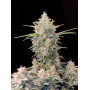 Сорт семян каннабиса Original AUTO SKUNK