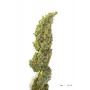 Насіння конопель Auto Daiquiri Lime Feminised Silver від Error Seeds - Smartshop-smartshop.ua®