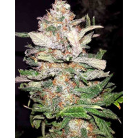 Afghan Original