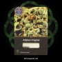 Семена конопли Afghan Original от Divine Seeds - Smartshop-smartshop.ua®