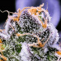 Семена конопли Auto 77 Days от Divine Seeds - Smartshop-smartshop.ua®