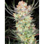 Семена конопли Auto AK-47 XL от Divine Seeds - Smartshop-smartshop.ua®