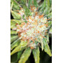 Семена конопли Auto AK-47 XL от Divine Seeds - Smartshop-smartshop.ua®