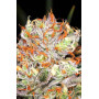 Семена конопли Auto AK-47 XL от Divine Seeds - Smartshop-smartshop.ua®