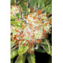 Семена конопли Auto AK-47 XL от Divine Seeds - Smartshop-smartshop.ua®