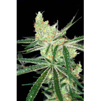 Auto Afghan Bullet