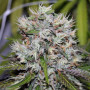 Семена конопли Auto Amnesia от Divine Seeds - Smartshop-smartshop.ua®