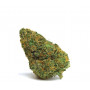 Сорт семян каннабиса Auto Amnesia Feminised Gold
