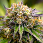 Семена конопли Amnesia XL от Divine Seeds - Smartshop-smartshop.ua®