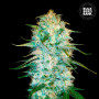 Cannabis seeds AUTO AMNESIA PLATINUM from Bulk Seed Bank at Smartshop-smartshop.ua®