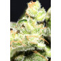 Семена конопли Auto Big Bang от Divine Seeds - Smartshop-smartshop.ua®