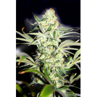 Auto Big Bang