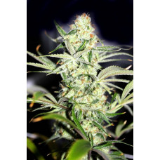 Auto Big Bang