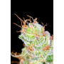 Семена конопли Auto Big Bang от Divine Seeds - Smartshop-smartshop.ua®