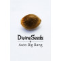 Семена конопли Auto Big Bang от Divine Seeds - Smartshop-smartshop.ua®