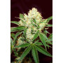 Семена конопли Auto Big Demon от Divine Seeds - Smartshop-smartshop.ua®