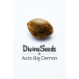 Семена конопли Auto Big Demon от Divine Seeds - Smartshop-smartshop.ua®