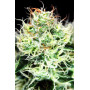 Семена конопли Auto Big Demon от Divine Seeds - Smartshop-smartshop.ua®