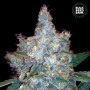 Cannabis seeds AUTO BLUEBERRY BERRY from Bulk Seed Bank at Smartshop-smartshop.ua®