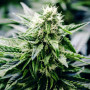 Семена конопли Auto CBD Monster от Divine Seeds - Smartshop-smartshop.ua®