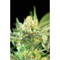 Auto Candy