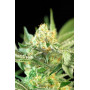 Семена конопли Auto Candy от Divine Seeds - Smartshop-smartshop.ua®